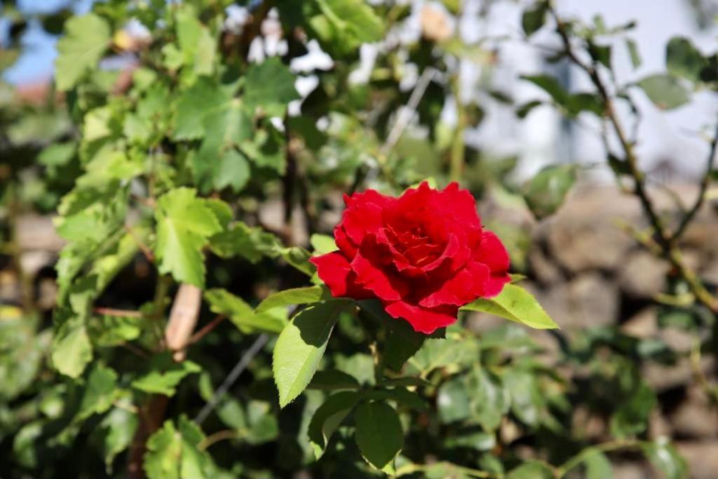 Casita La Rosa Βίλα El Paso Εξωτερικό φωτογραφία