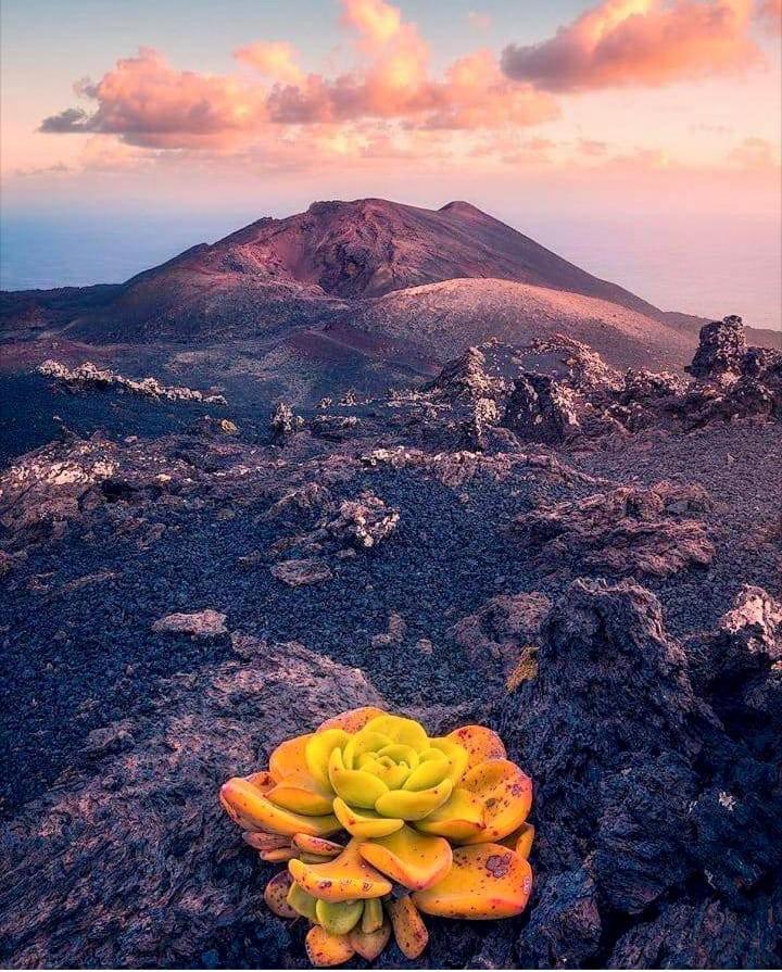 Casita La Rosa Βίλα El Paso Εξωτερικό φωτογραφία