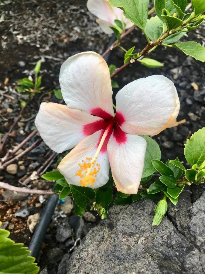 Casita La Rosa Βίλα El Paso Εξωτερικό φωτογραφία